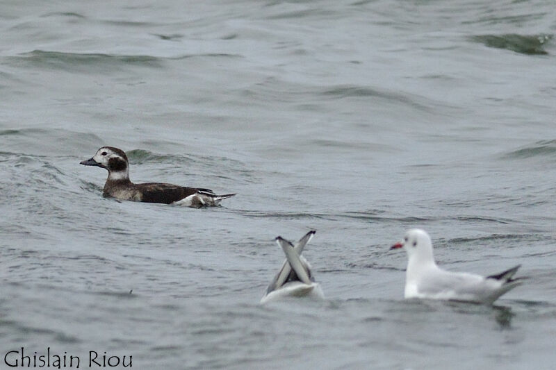 Long-tailed Duck female