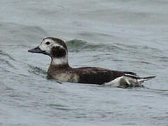 Long-tailed Duck