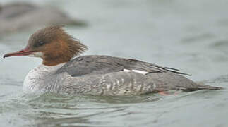 Common Merganser