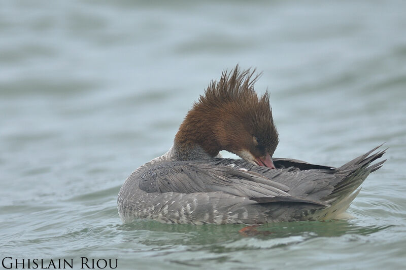 Common Merganser