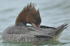 Common Merganser