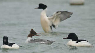 Common Merganser