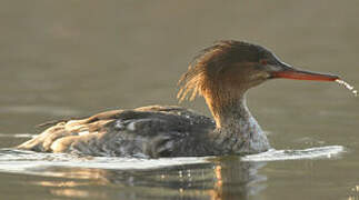 Red-breasted Merganser