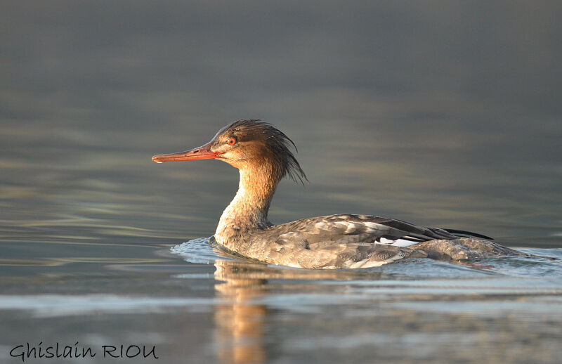 Red-breasted Merganser