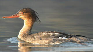 Red-breasted Merganser