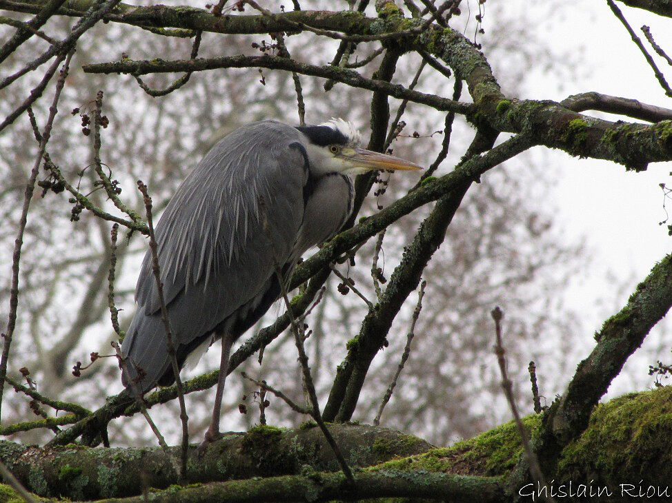 Grey Heron