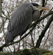 Grey Heron