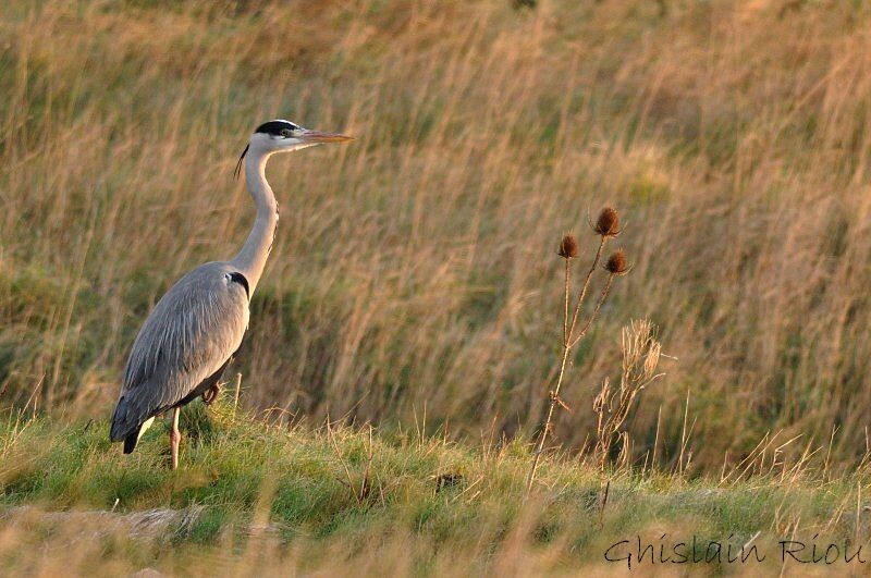 Grey Heron