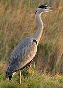 Grey Heron