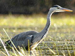 Grey Heron