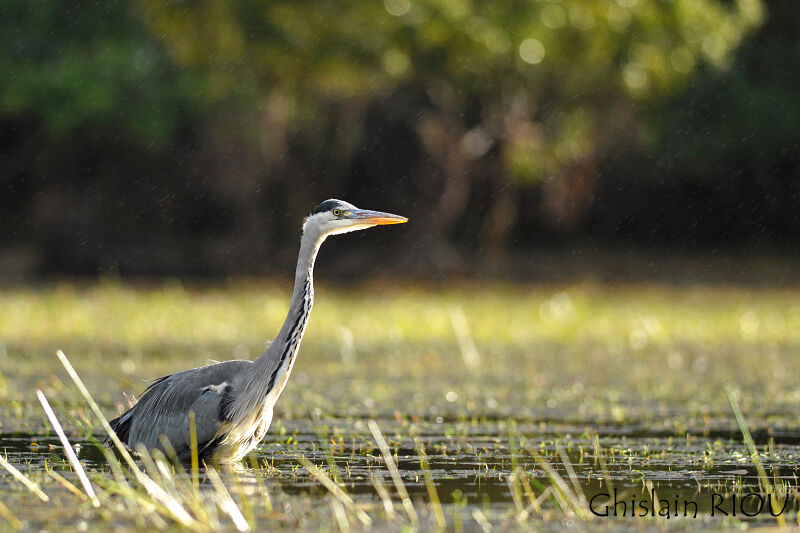 Grey Heron