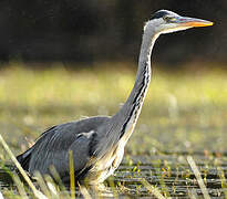 Grey Heron