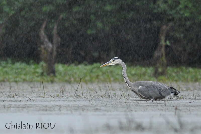 Grey Heron