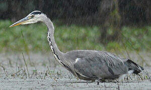 Grey Heron