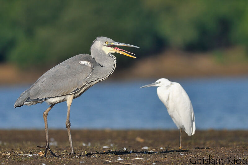 Grey Heron