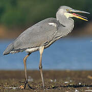 Grey Heron