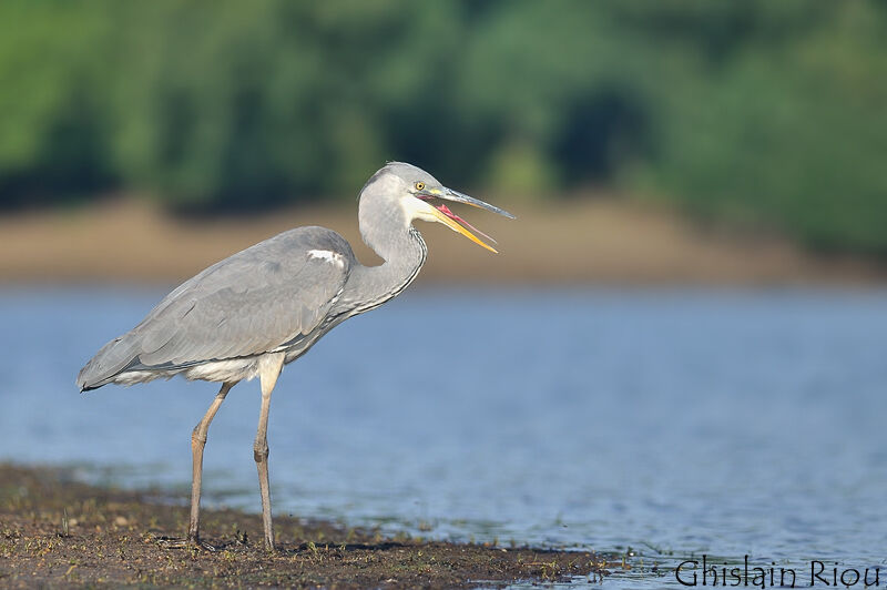 Grey Heron