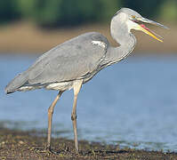 Grey Heron