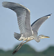 Grey Heron