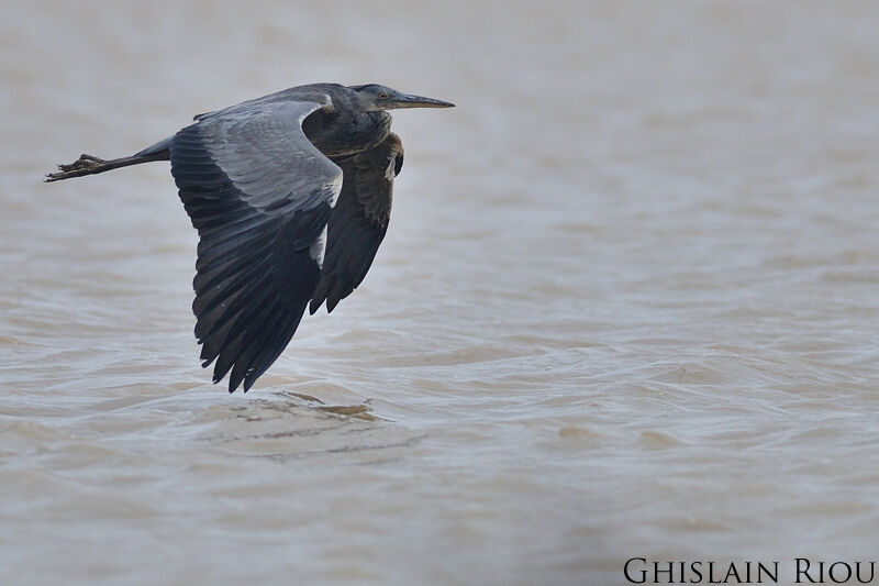 Grey Heron