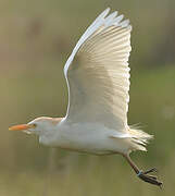 Western Cattle Egret