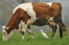 Western Cattle Egret