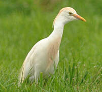 Western Cattle Egret