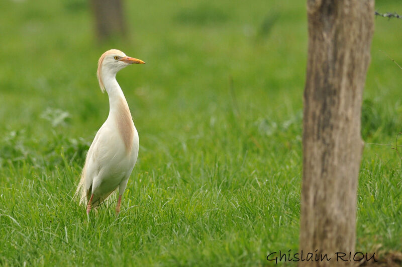 Western Cattle Egret