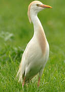 Western Cattle Egret