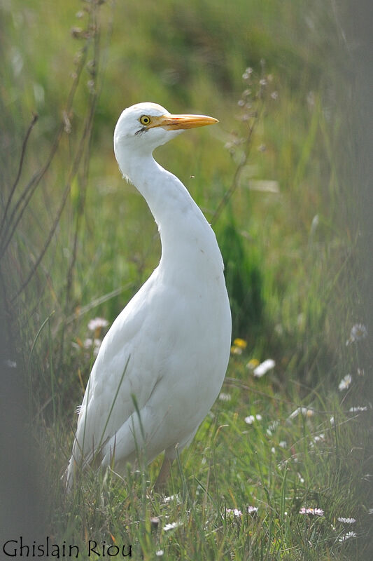 Western Cattle Egret