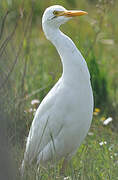 Western Cattle Egret