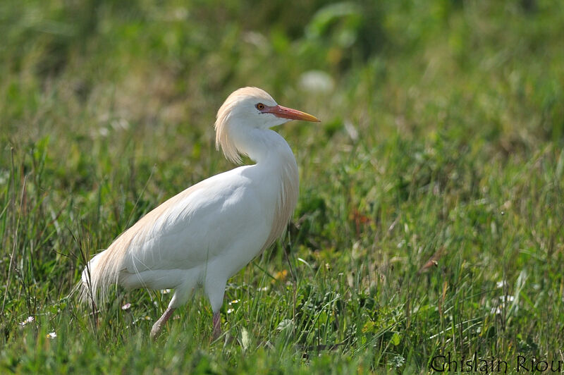 Western Cattle Egret