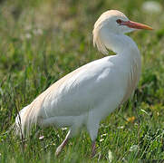 Western Cattle Egret