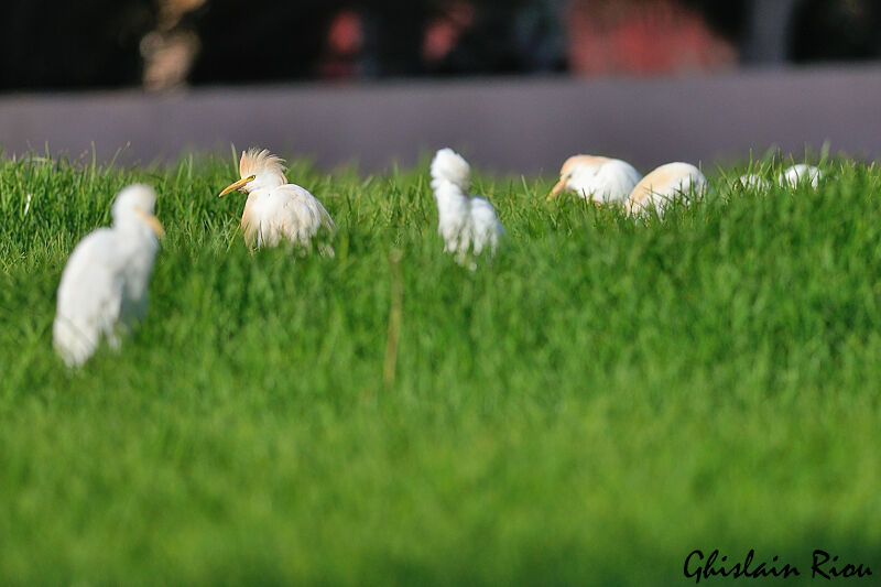 Western Cattle Egret