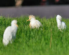 Western Cattle Egret