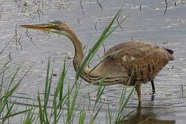 Purple Heron