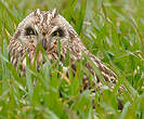 Hibou des marais