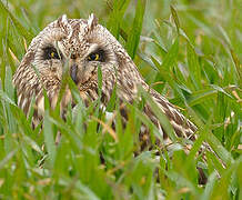 Short-eared Owl