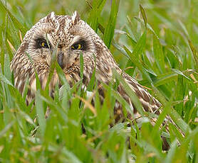 Hibou des marais
