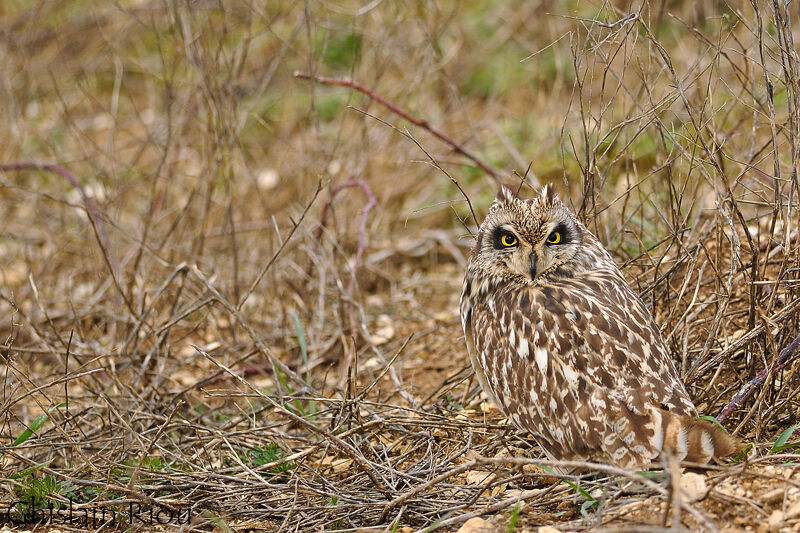 Short-eared Owl