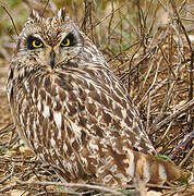 Hibou des marais