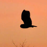 Short-eared Owl