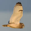 Hibou des marais