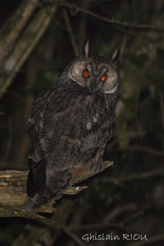 Long-eared Owl