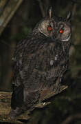 Long-eared Owl