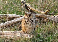 Long-eared Owl