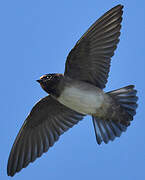 American Cliff Swallow