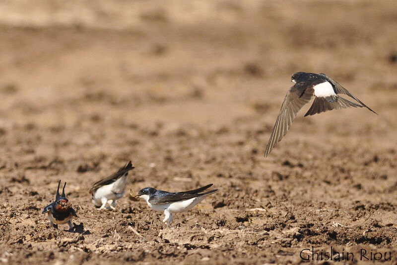 Western House Martin