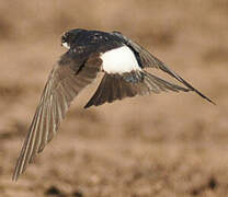 Western House Martin