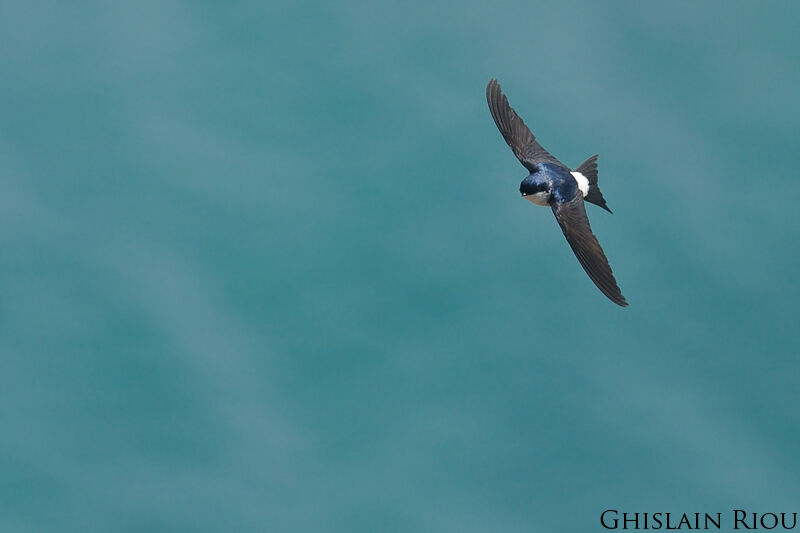 Western House Martin